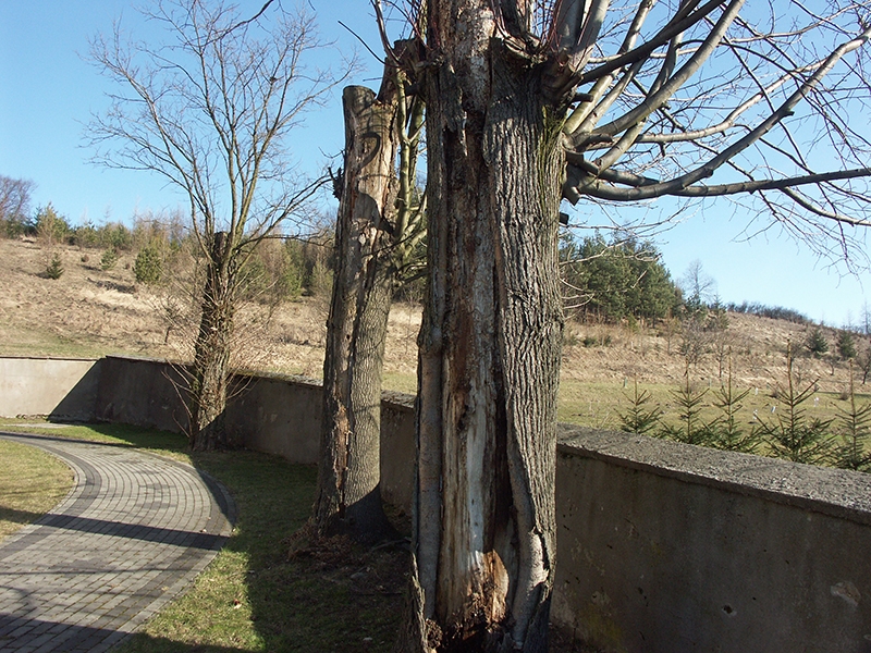 [011] Wycinka starych drzew na cmentarzu wokół kościoła (09.03.2015) (1)