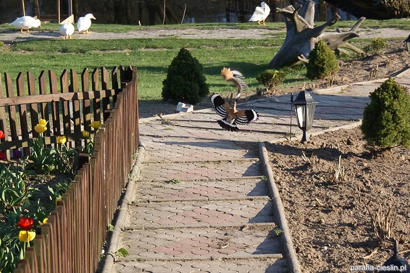 Ptaszarnia ks. Leszka Kapeli [044]