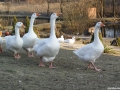 Ptaszarnia ks. Leszka Kapeli [024]