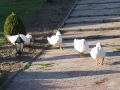 Ptaszarnia ks. Leszka Kapeli [048]