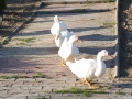 Ptaszarnia ks. Leszka Kapeli [049]
